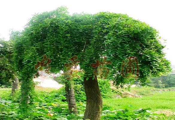 中国百度百科／枝のたれた夏の龍爪槐