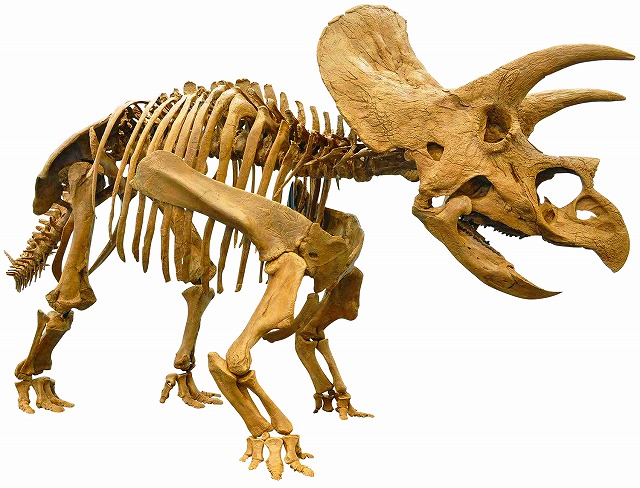 ③トリケラトプス全身復元骨格標本