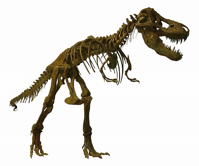 ②ティラノサウルス全身復元骨格標本