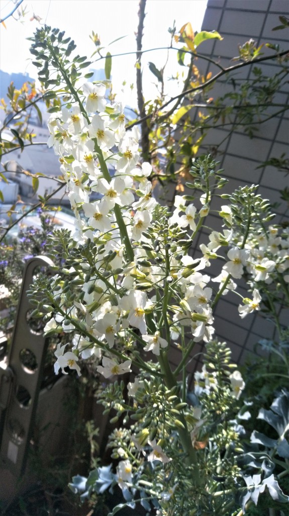 カイラン菜の花